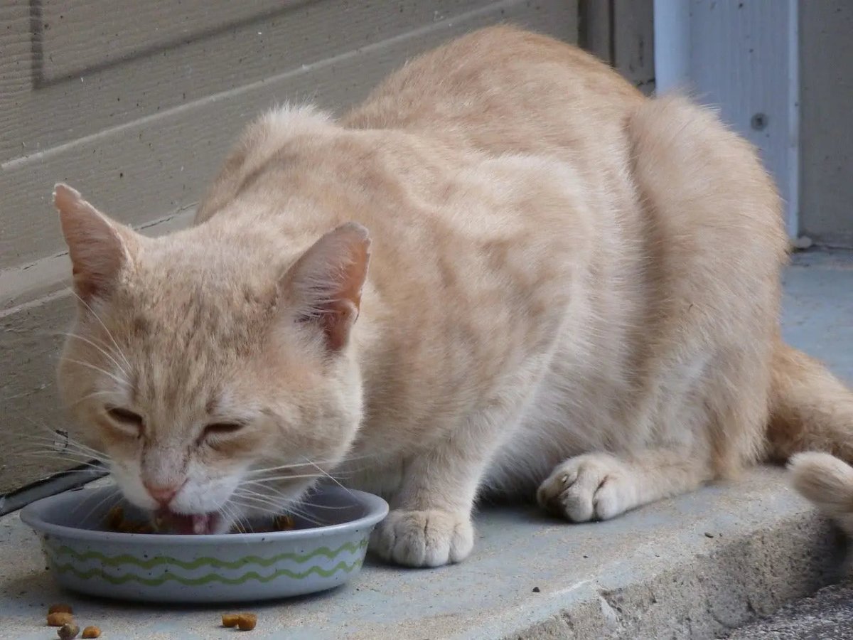 Fromm Cat Foods: A Guide to Choosing the Best for Your Feline Friends - Talis Us