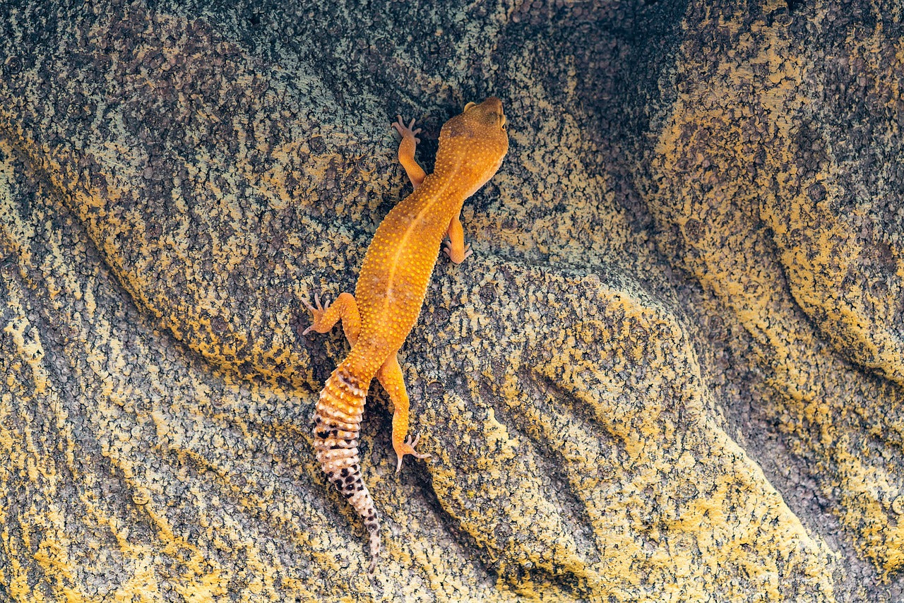 How Long Can Leopard Geckos Go Without Food? A Comprehensive Guide