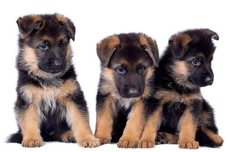German Shepherd - The facts every owner of this dog breed should know