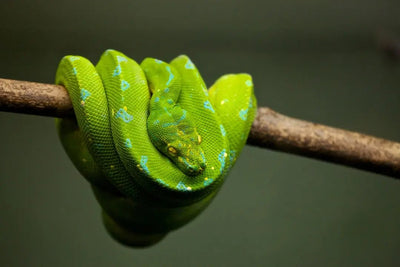Get the Best Deals on Reptile Supplies - Talis Us