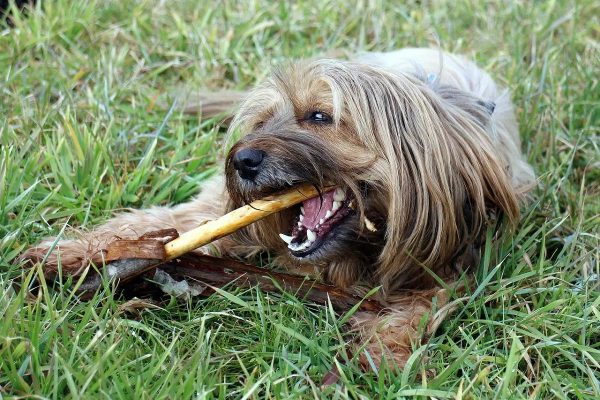 Give Your Pup a Treat They'll Love: Ostrich Treats for Dogs - Talis Us