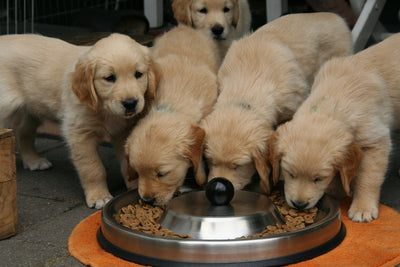 Why Open Farm Puppy Food is the Best Choice for Your Furry Friend