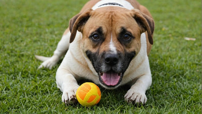 Good Dog Toys for Heavy Chewers - Talis Us