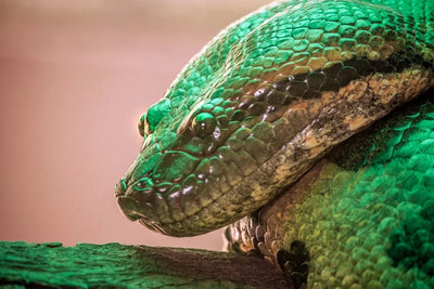 Green Anaconda Enclosure Setup - Talis Us