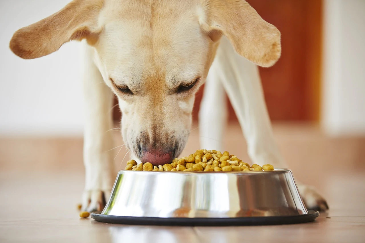 What ingredients to look for in dog food?