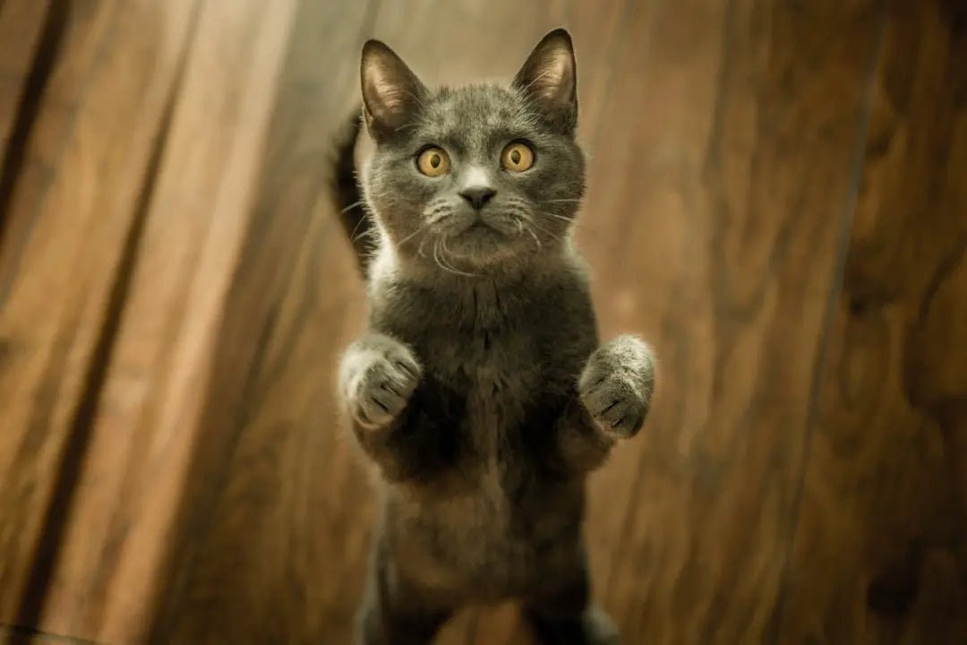High Protein Canned Cat Food: Key Benefits and Recommendations - Talis Us