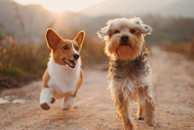 Homemade Chicken Jerky Treats for Dogs - Talis Us