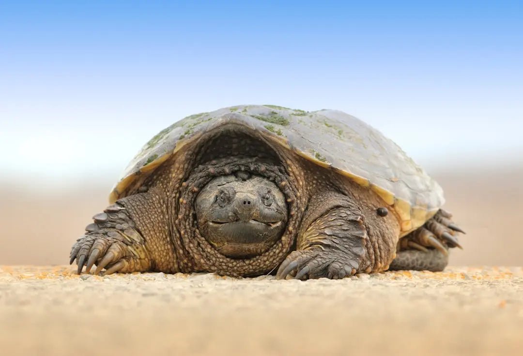 How big will a russian tortoise get - Talis Us