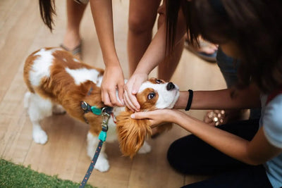 How do family-owned pet businesses differ from large chains - Talis Us