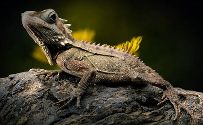 How Long Should a Reptile Heat Lamp Stay On? - Talis Us