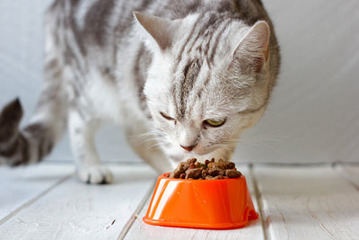 What Should Cats Eat Daily?