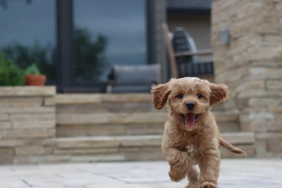 How ot switch puppy from kibble to wet food - Talis Us