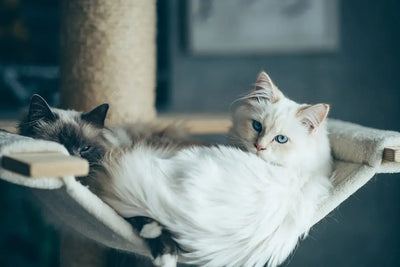 How to Buy Premium Pet Supplies Online in the USA - Talis Us