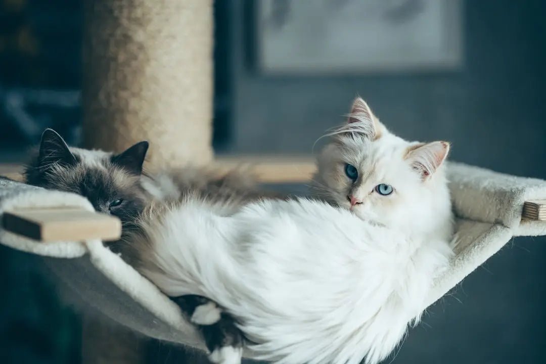 How to Buy Premium Pet Supplies Online in the USA - Talis Us