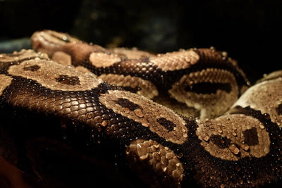 How to care for a ball python - Talis Us