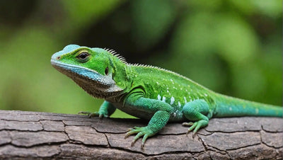 how to care for a lizard - Talis Us