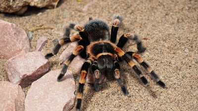 How to Care for a Tarantula - Talis Us