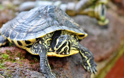 How to Care for a Tortoise - Talis Us