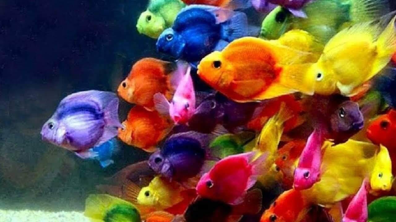 How to Care For Aquarium Fish