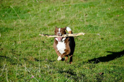 How to Choose the Best Puppy Teething Toys - Talis Us