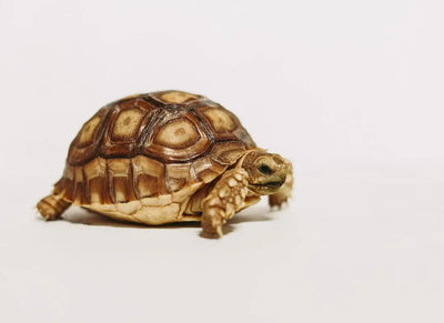 How to Choose the Best Reptile Products for Your Zilla - Talis Us