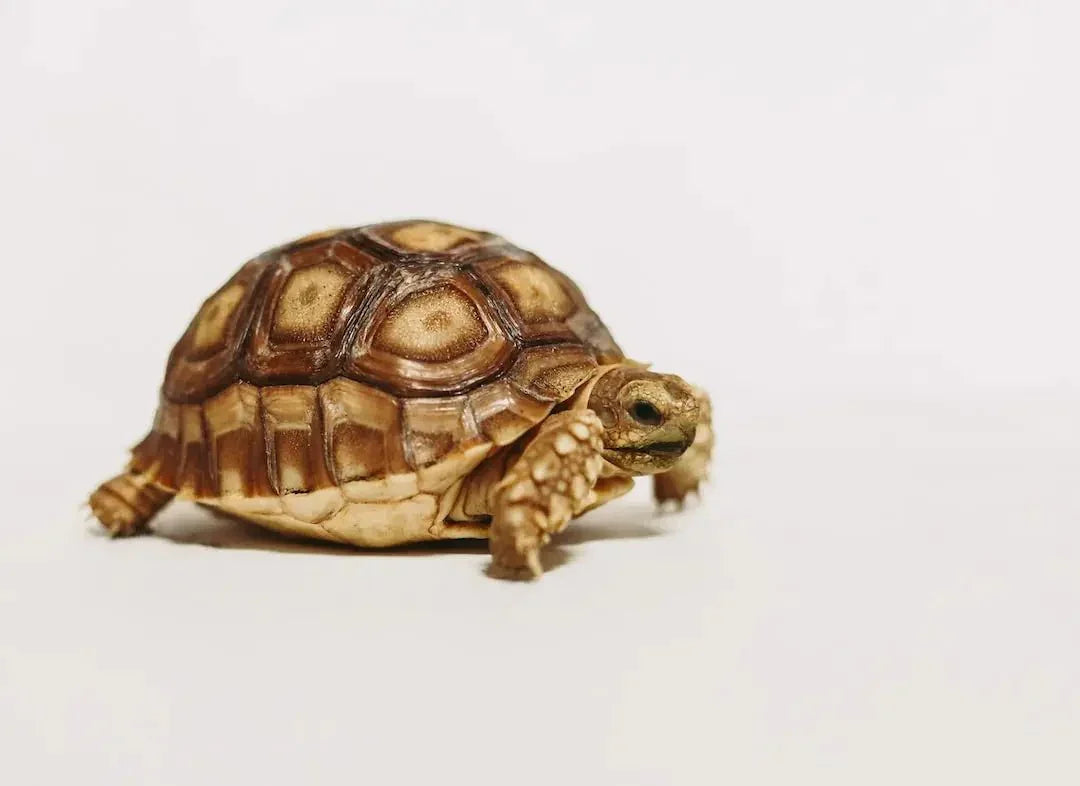 How to Choose the Best Reptile Products for Your Zilla - Talis Us