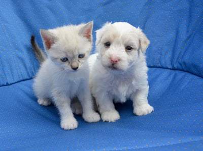 How to Choose the Right Food for Your Pet: A Comprehensive Guide - Talis Us