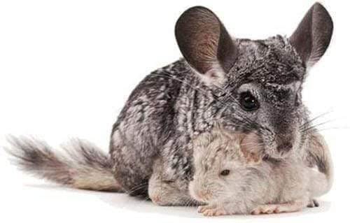 How To Cure Some Health Problems of Your Pet Chinchilla