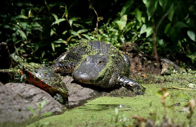 How to Find Live Reptile Food Near Me: A Comprehensive Guide - Talis Us