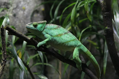 How to Get the Best Dubia Roaches for Your Reptiles - Talis Us