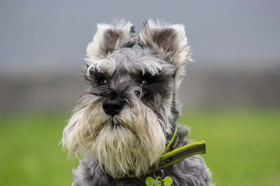 How to groom a miniature Schnauzer - Talis Us