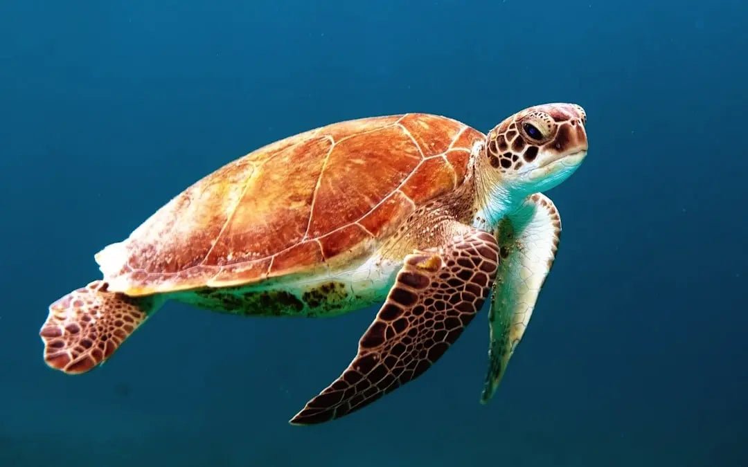 How to Keep Your Turtle Tank Clean - Talis Us