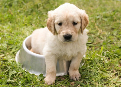 How to Make Nutritious and Delicious Dog Food - Talis Us