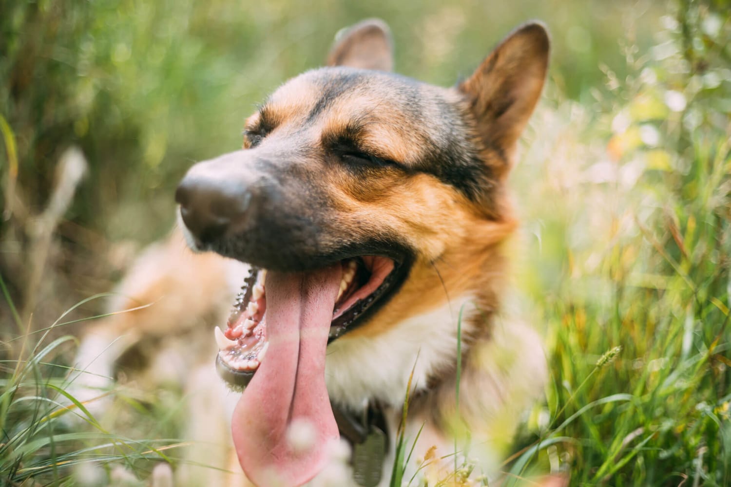 How to Prevent Heatstroke in Dogs