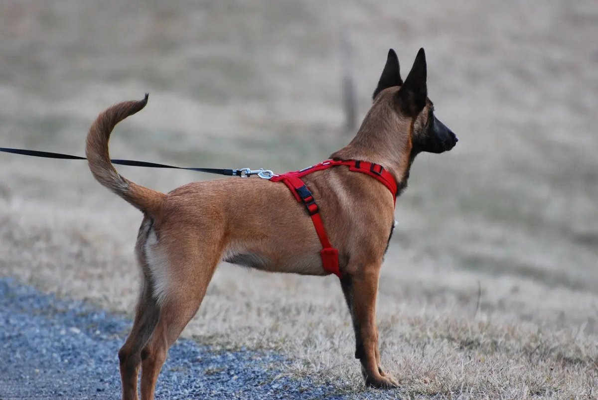 How to Put on a Dog Harness: The Ultimate Guide for Pet Owners - Talis Us