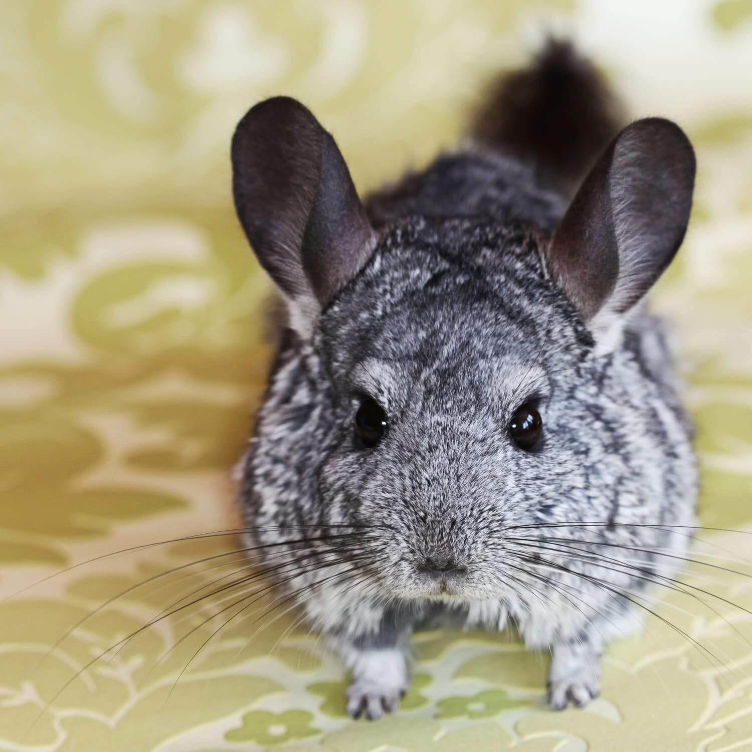 How To Set Up A Home That Your Pet Chinchilla Will Love