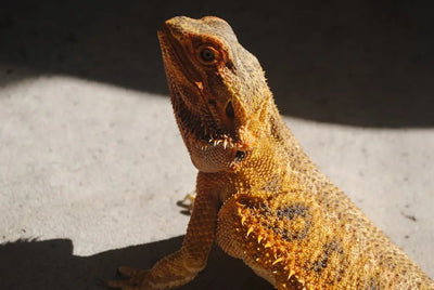 How to take care of a bearded dragon - Talis Us