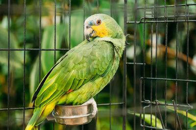 What Size Cage Should I Get for My Parrot?