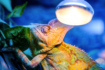 A Complete Guide to Ceramic Heat Emitters and Reptile Heat Lamps