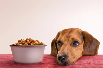 What is the #1 Best Dog Food?