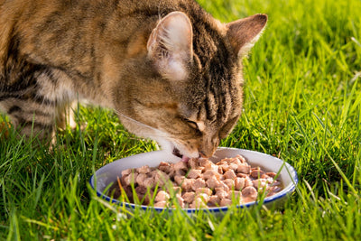Finding the Best Brand of Food for Your Feline Friend