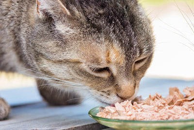 Is It Okay to Give Cats Wet Food Everyday?