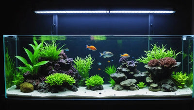 Illuminate Your Aquarium with a High-Quality Light Bar - Talis Us