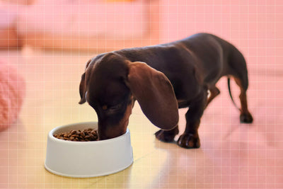What is the healthiest food to feed a puppy?'.