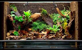 Choosing the Best Cage for Your Reptile