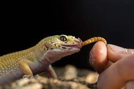 What Food Do Reptiles Eat? A Comprehensive Guide to Reptile Food