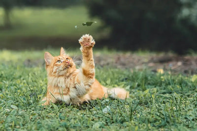 Indulge Your Feline Companion with a Delectable Array of Gourmet Cat Treats! - Talis Us