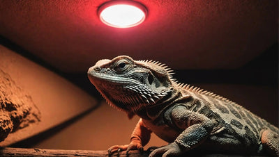 Infrared Bulb for Bearded Dragon Care - Talis Us