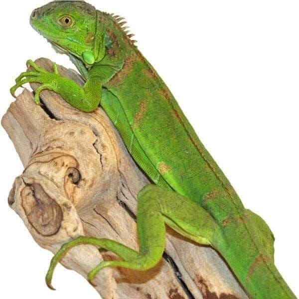 Interesting Informations About The Baby Green Iguana