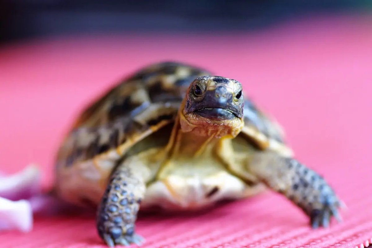 Is a Basking Light the Same as a UVB Light? - Talis Us